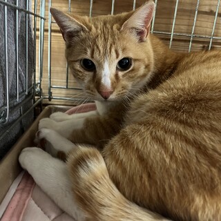 里親決定☆甘えん坊グーパー君6歳去勢済み