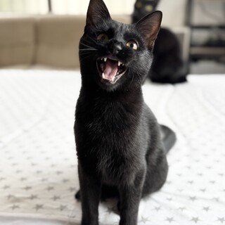 ぱっちりアイイケメン　ミアトくん☆