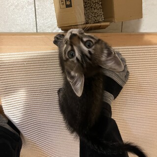 生後1ヶ月ほどの子猫