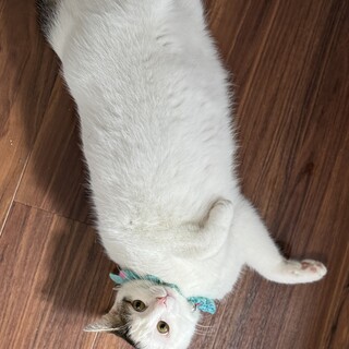 前髪切りすぎた　ガルダくん☆