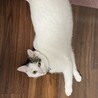 前髪切りすぎた　ガルダくん☆ サムネイル3