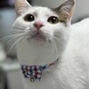 前髪切りすぎた　ガルダくん☆ サムネイル4