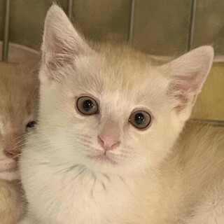 【5/11東日本橋】ミルクティーカラーの女の子♥️