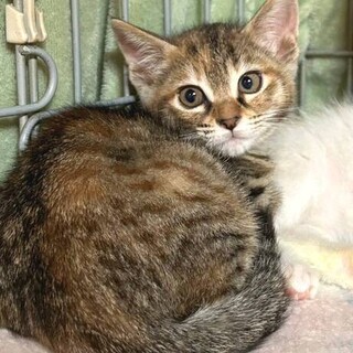 【5/11東日本橋】守ってあげたい♥️