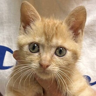 【5/11東日本橋】マイペースな女の子♥️サキ