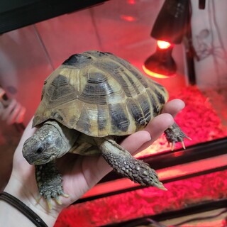 【募集〆切】ヘルマンリクガメの里親募集しております
