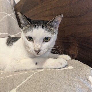 人馴れ抜群ゴロスリおしゃべりな男の子