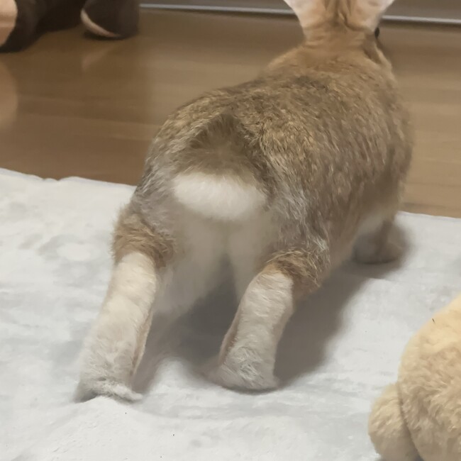 aiusaのカバー写真