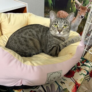 うにちゃん　キジトラ　メス　１才くらい