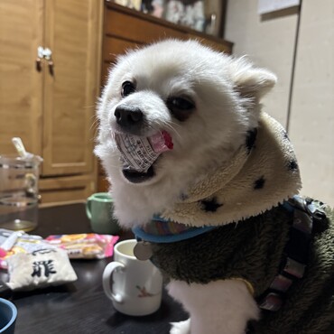 の写真