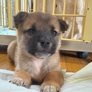 人懐っこく構ってちゃんな『みゃくタン』