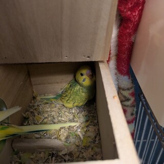 セキセイインコ雛