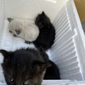 捨て猫保護しています　2ヶ月くらい