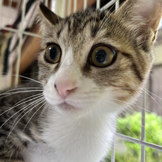 小柄で可愛いキジ白の女の子♡