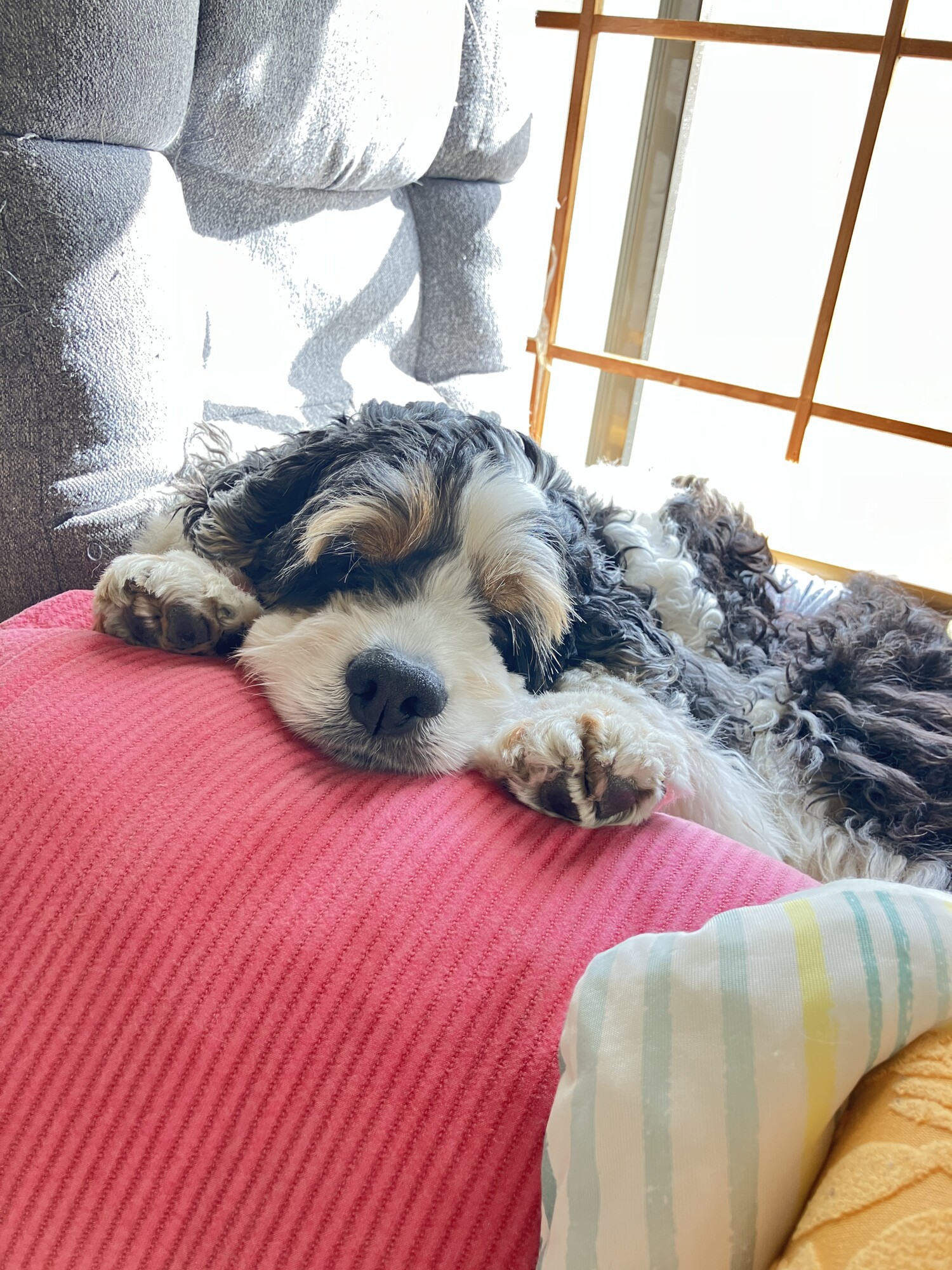 犬 × アメリカン・コッカー・スパニエル」に該当するギャラリー