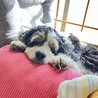 の写真