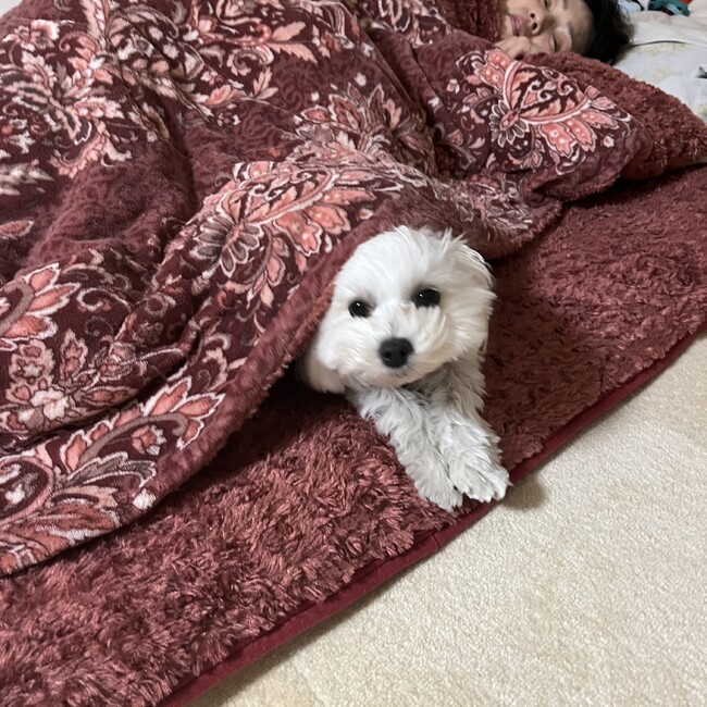 つんらるのカバー写真