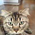 大人しくて美形なマンチカンの男の子です。(1歳)