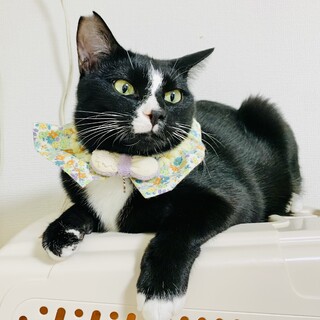 ⑥白玉　黒白　オス　甘えん坊　猫も好き