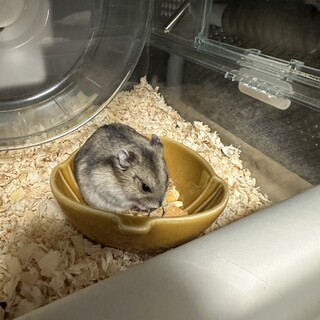 写真は母ハム、ジャンガリアンハムスター5／8生まれ