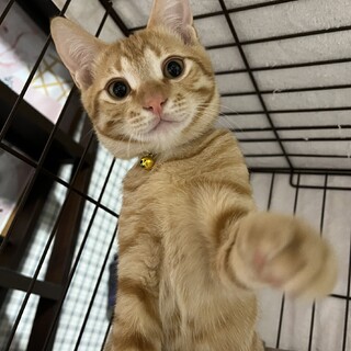 茶トラくんの新しい家族を探しています