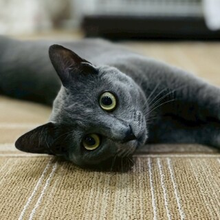 【6/22品川】人馴れ抜群◎抱っこも大好き！