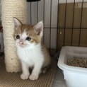 1ヶ月半3兄妹③茶白男の子