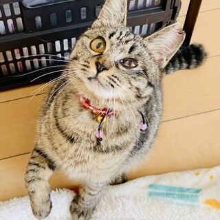 ②いなほ　肩のり猫　人も猫も好き