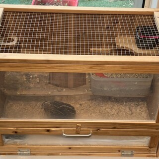 並うずらオス １羽 生後4年目です。