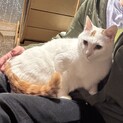まだまだシャーシャーだけと美味いものには負ける♂