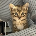 生後1ヶ月くらいのキジトラを保護しました