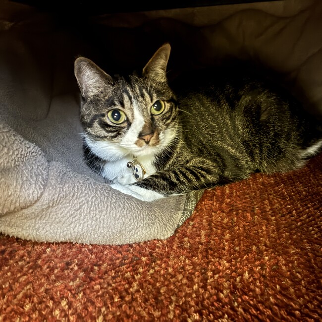 りんしまだのカバー写真