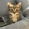 はなこたん