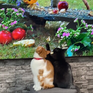 仲良くTV鑑賞