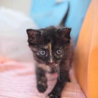 【5/11東銀座】桜子ちゃん★1ヵ月半♪