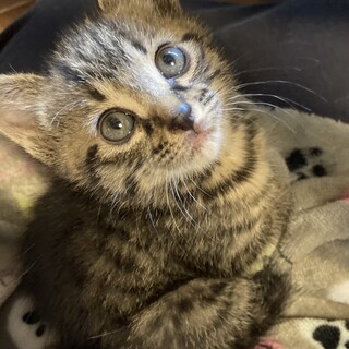 つぶらな瞳の甘えん坊王子約1ヶ月