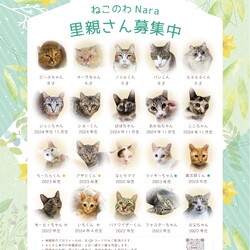 ねこのわNara『保護猫 小さな譲渡会』 サムネイル2