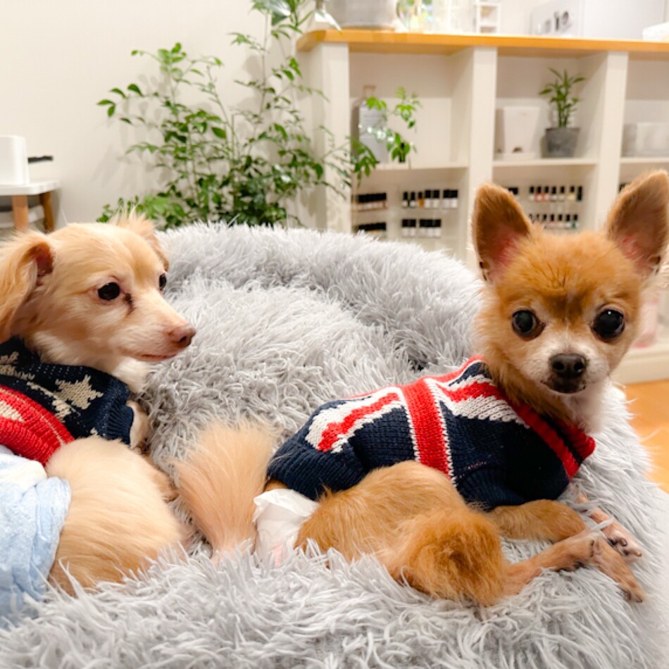 蓮のカバー写真