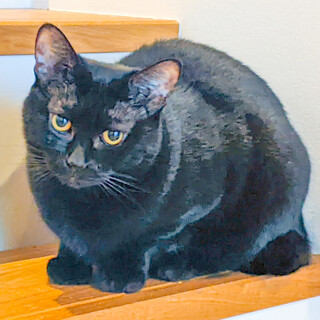 チャンスをください！甘えん坊な黒猫♀さわられ好き！