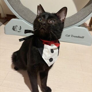 猫も人も大好き❣ゴロゴロ甘えん坊♡アチョ坊くん