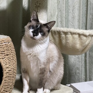 ブルーアイ♡シャム風♡やさしいゴールドくん