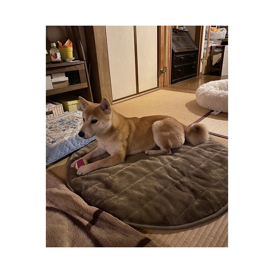 花　ＨＡＮＡ　／　　迷子保護のカバー写真