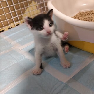 急募　生後1か月の子猫　C