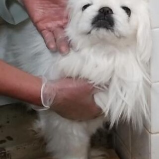 迷子のペキニーズ 　収容期限5月14日迄