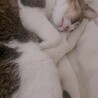 ろーたす00