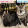 里親決定。若いママ猫かのんちゃん避妊済み サムネイル5