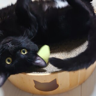 とても甘えん坊な黒猫おぐらあん男の仔！