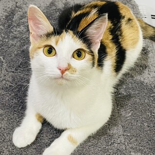 超超甘えん坊なので、たくさん甘やかして下さる方に！