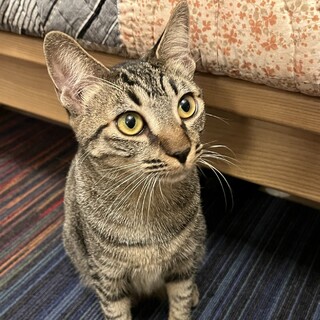 【6/22品川】初心者歓迎甘えん坊のひらり