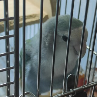 コザクラインコ 青い子